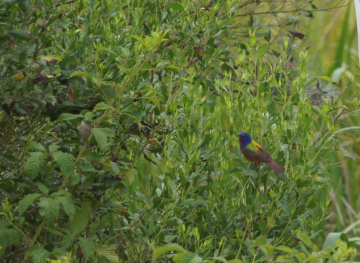 Painted Bunting - ML538461691