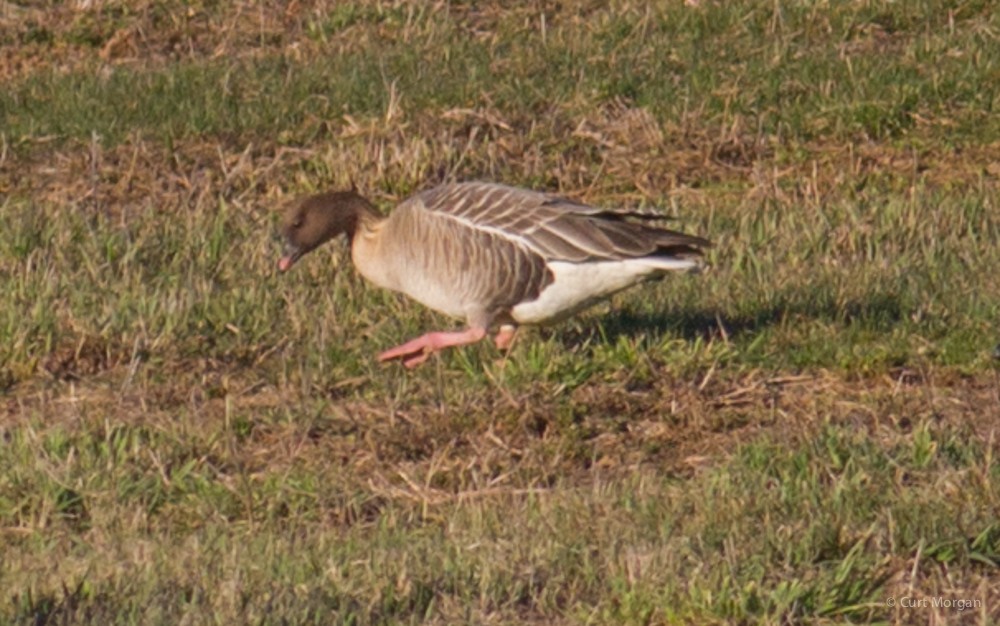 Pink-footed Goose - ML53846211
