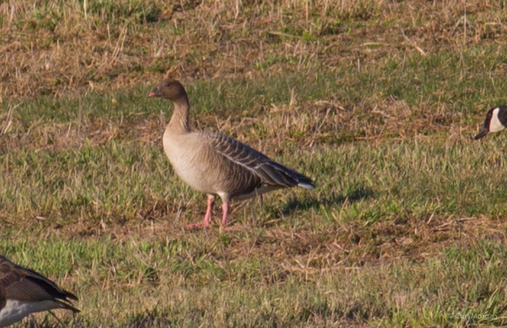Pink-footed Goose - ML53846301