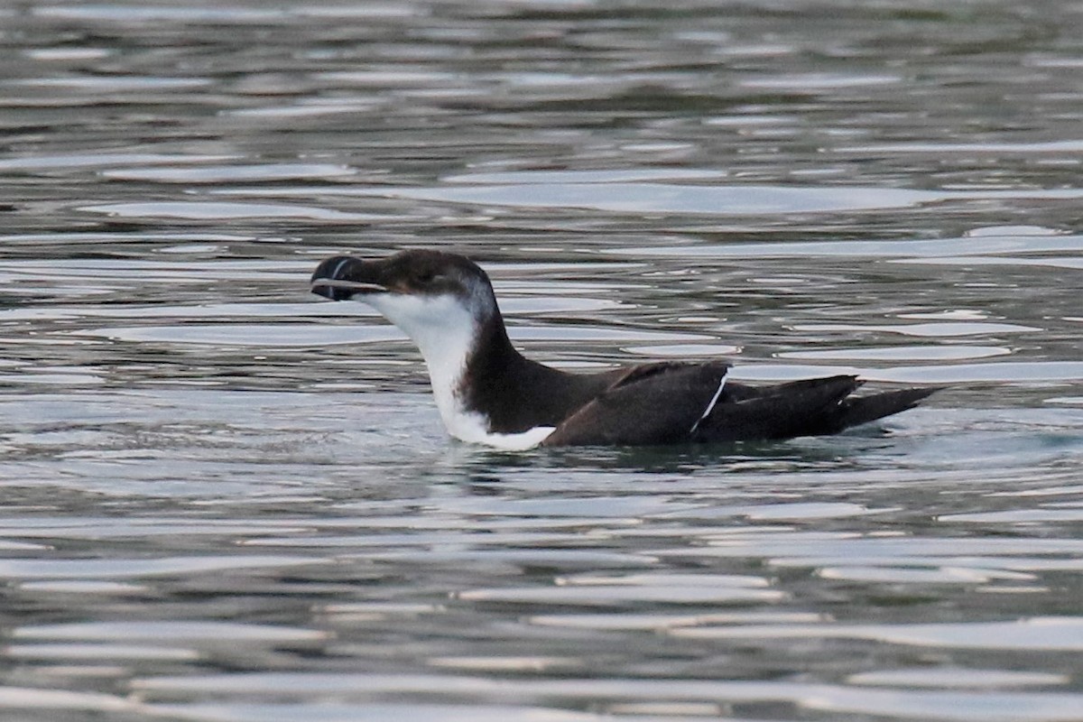 Razorbill - ML538463921