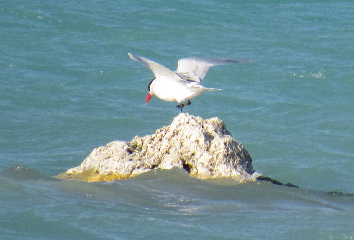 Caspian Tern - ML53846441