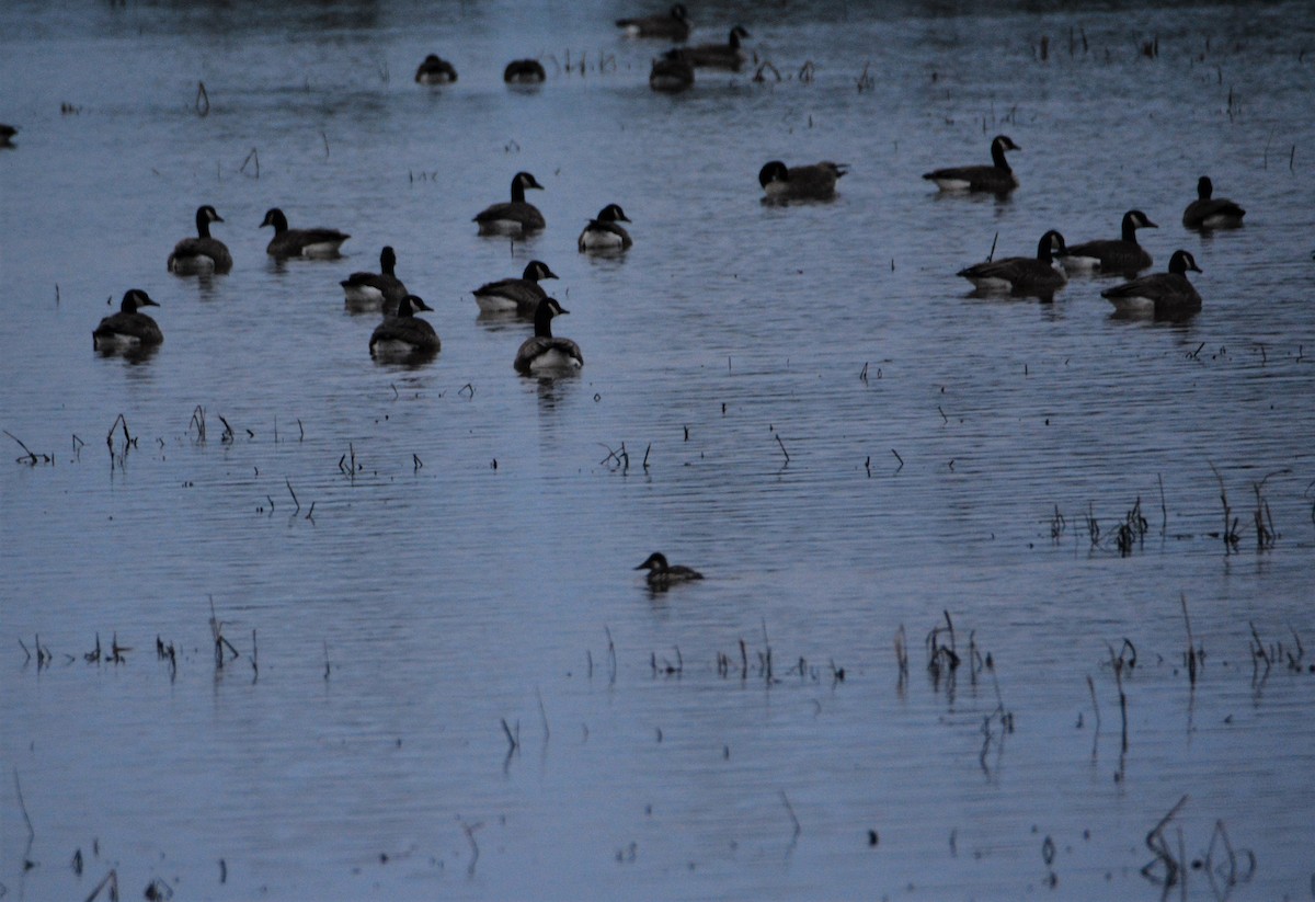 Ruddy Duck - ML538464531