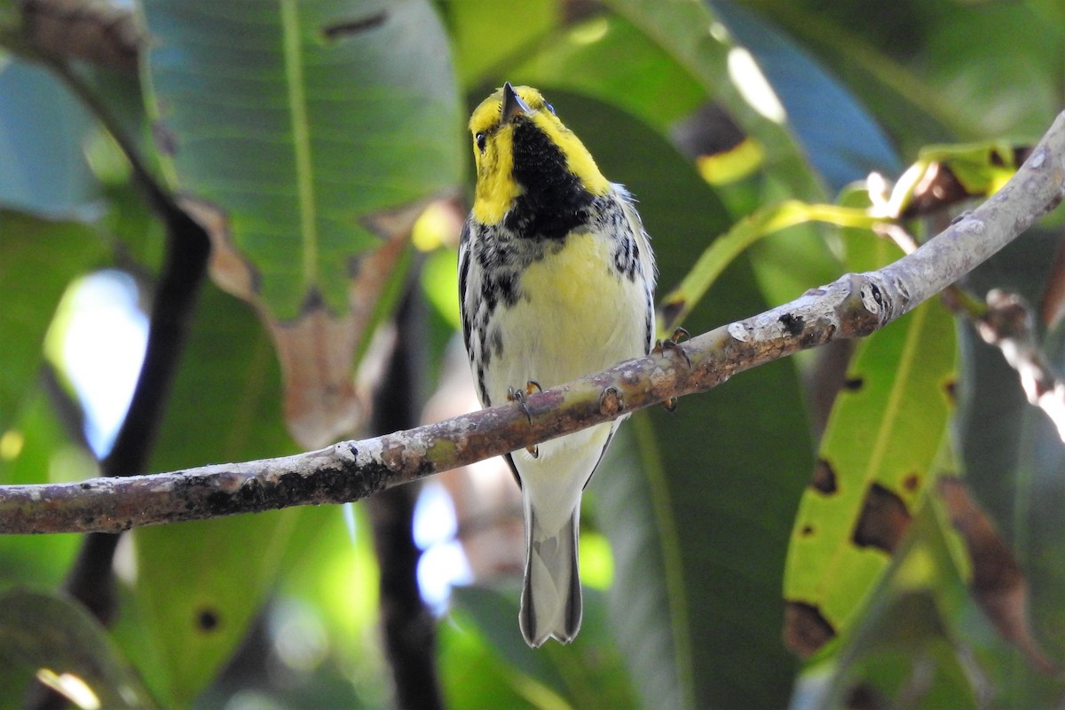 Black-throated Green Warbler - ML538465071