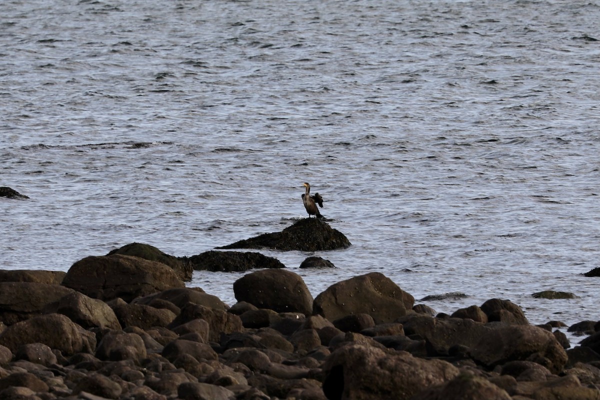 Cormorán Orejudo - ML538465871