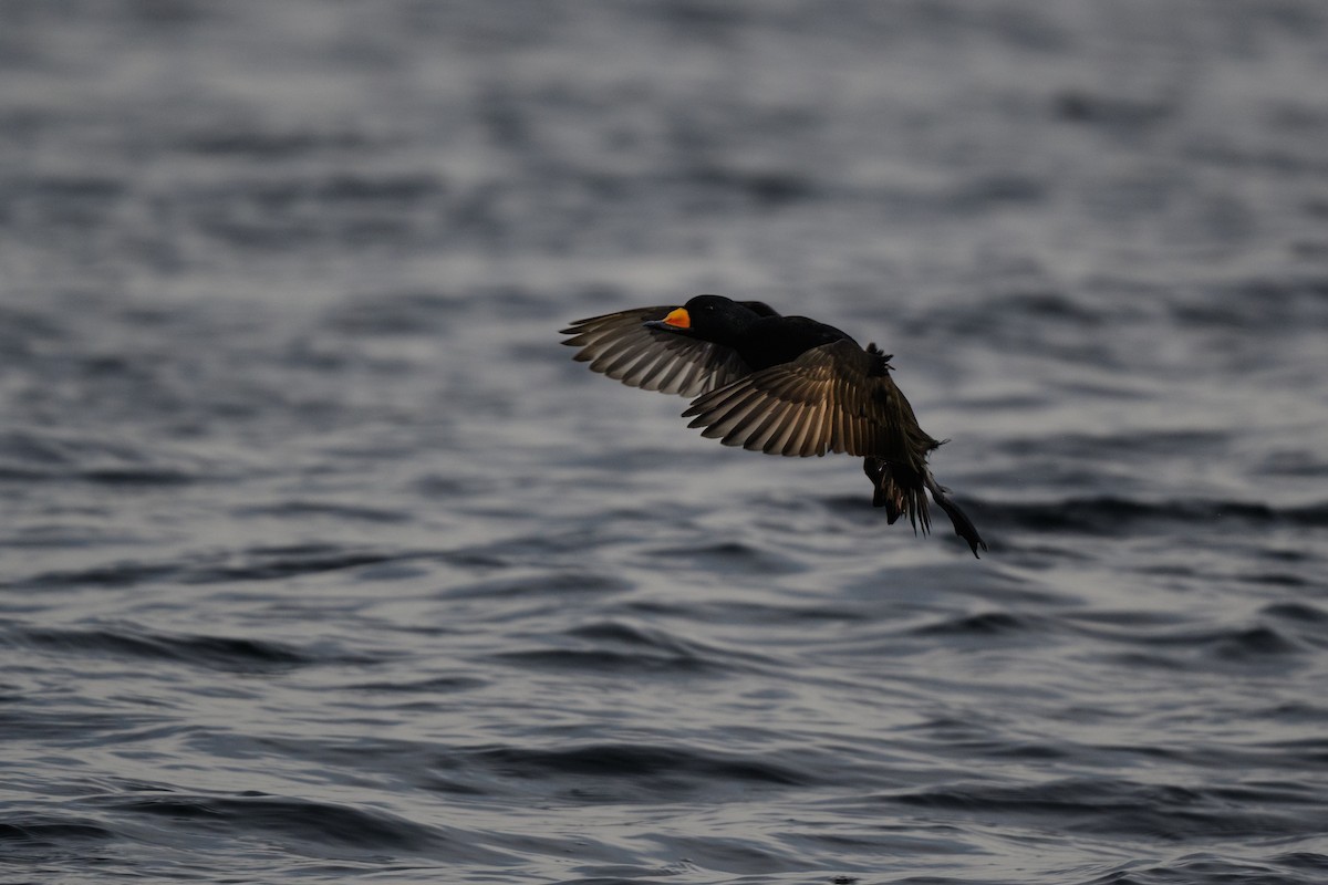 Black Scoter - ML538466161