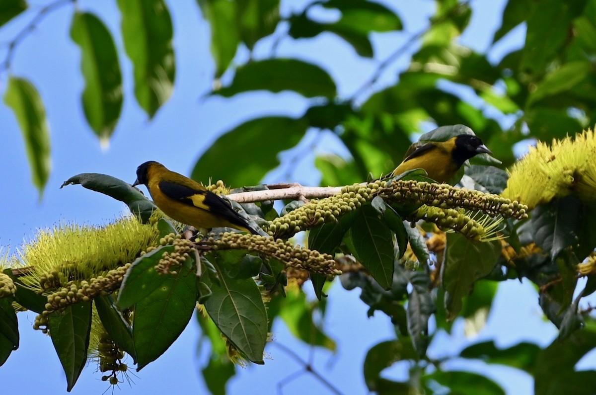 Black-headed Siskin - ML538466271