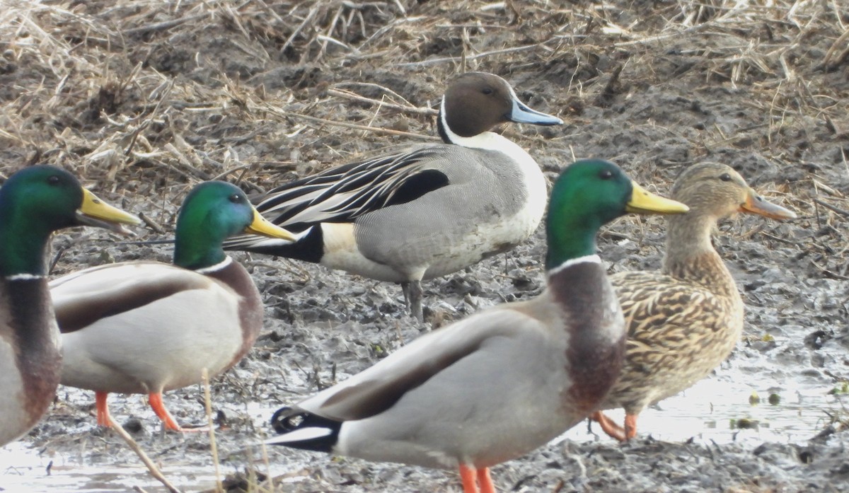 Northern Pintail - ML538466791