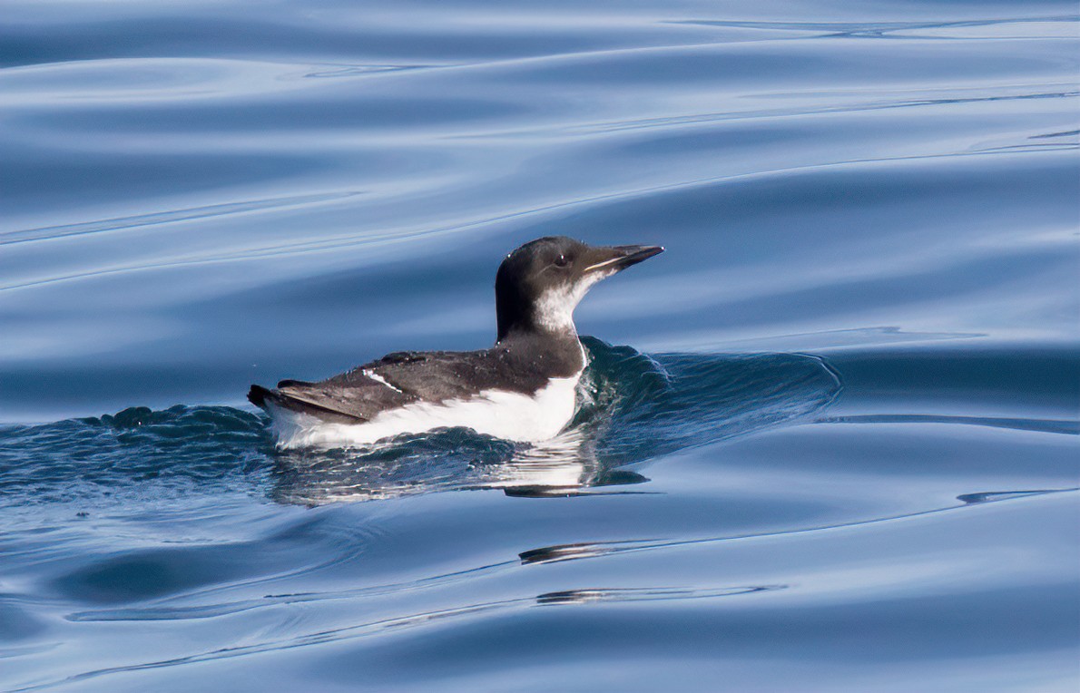 Guillemot de Brünnich - ML538466861