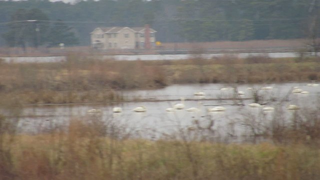 Tundra Swan - ML538468281