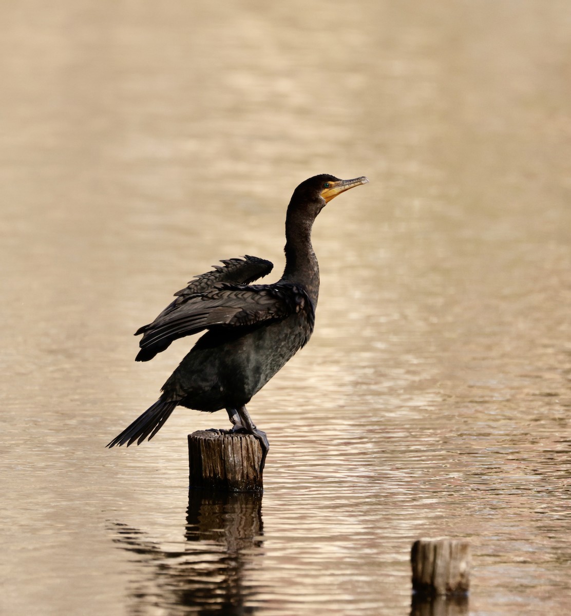 Double-crested Cormorant - ML538469811