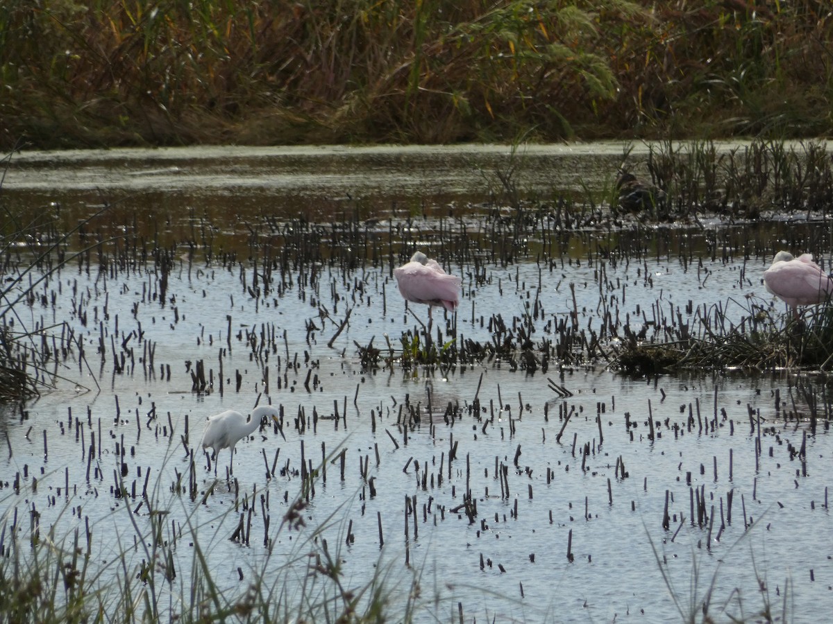 Roseate Spoonbill - ML538471681