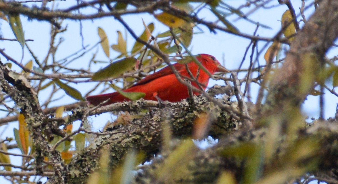 Summer Tanager - Jim Wilson