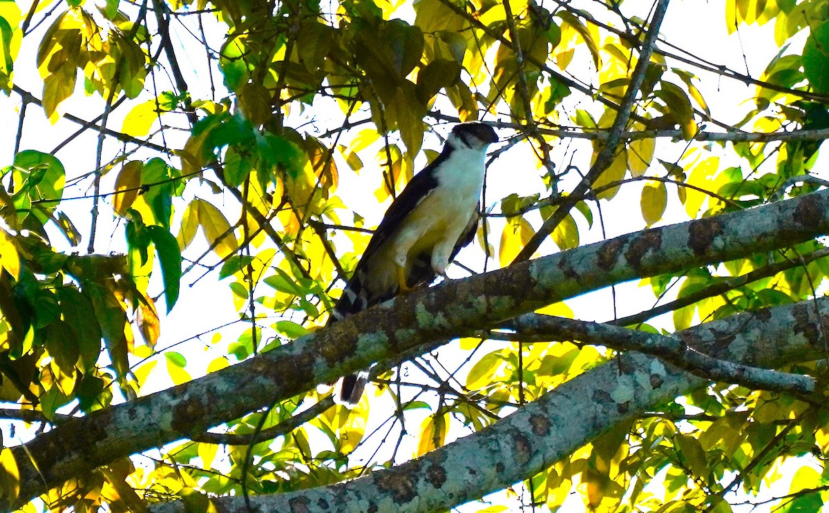 Buckley's Forest-Falcon - ML538474261