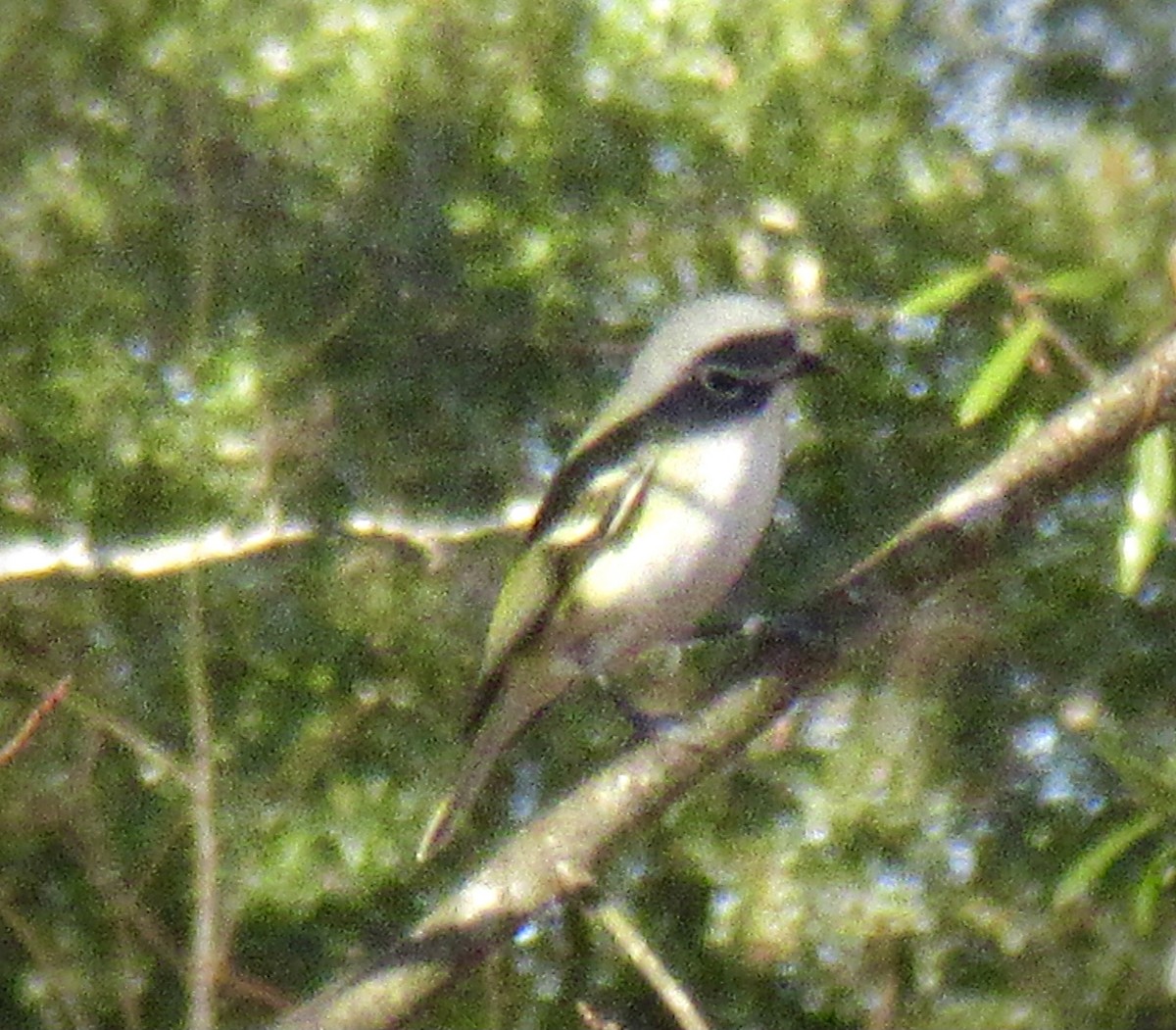 Vireo Solitario - ML538474301