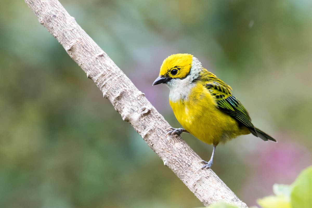 Silver-throated Tanager - ML53847461