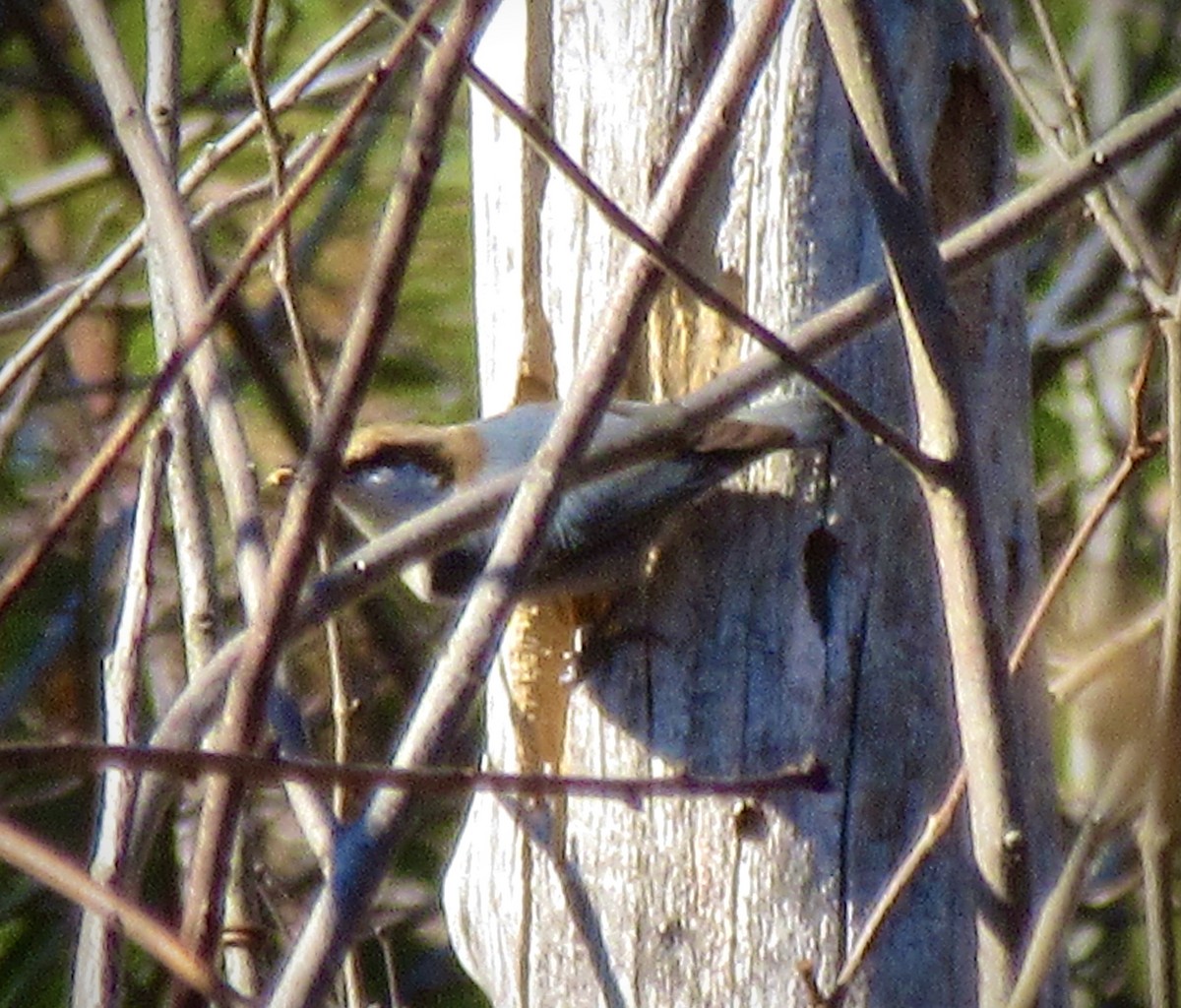 Brown-headed Nuthatch - ML538474781