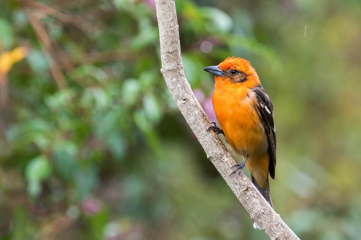 Flame-colored Tanager - ML53847551