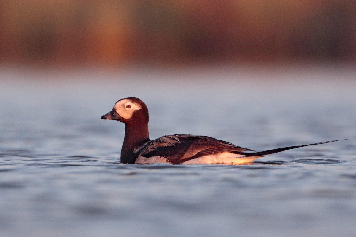 Long-tailed Duck - Geoff Malosh