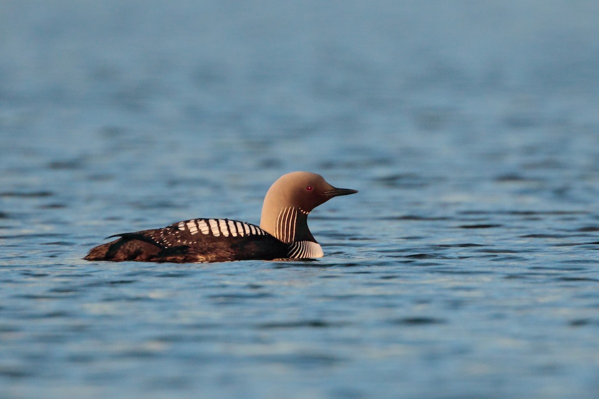 Pacific Loon - ML538475871