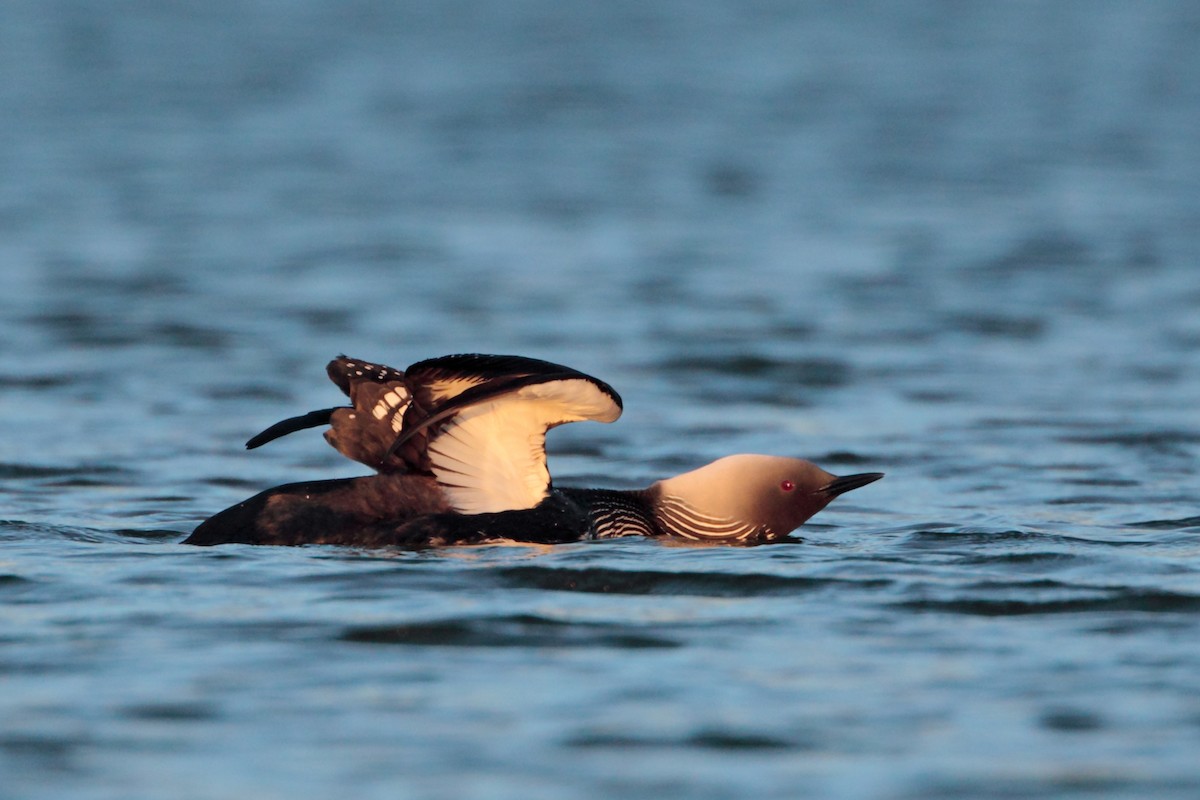 Pacific Loon - Geoff Malosh