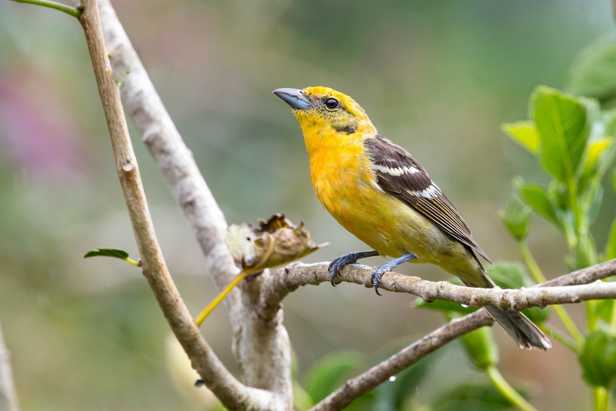 Flame-colored Tanager - ML53847601