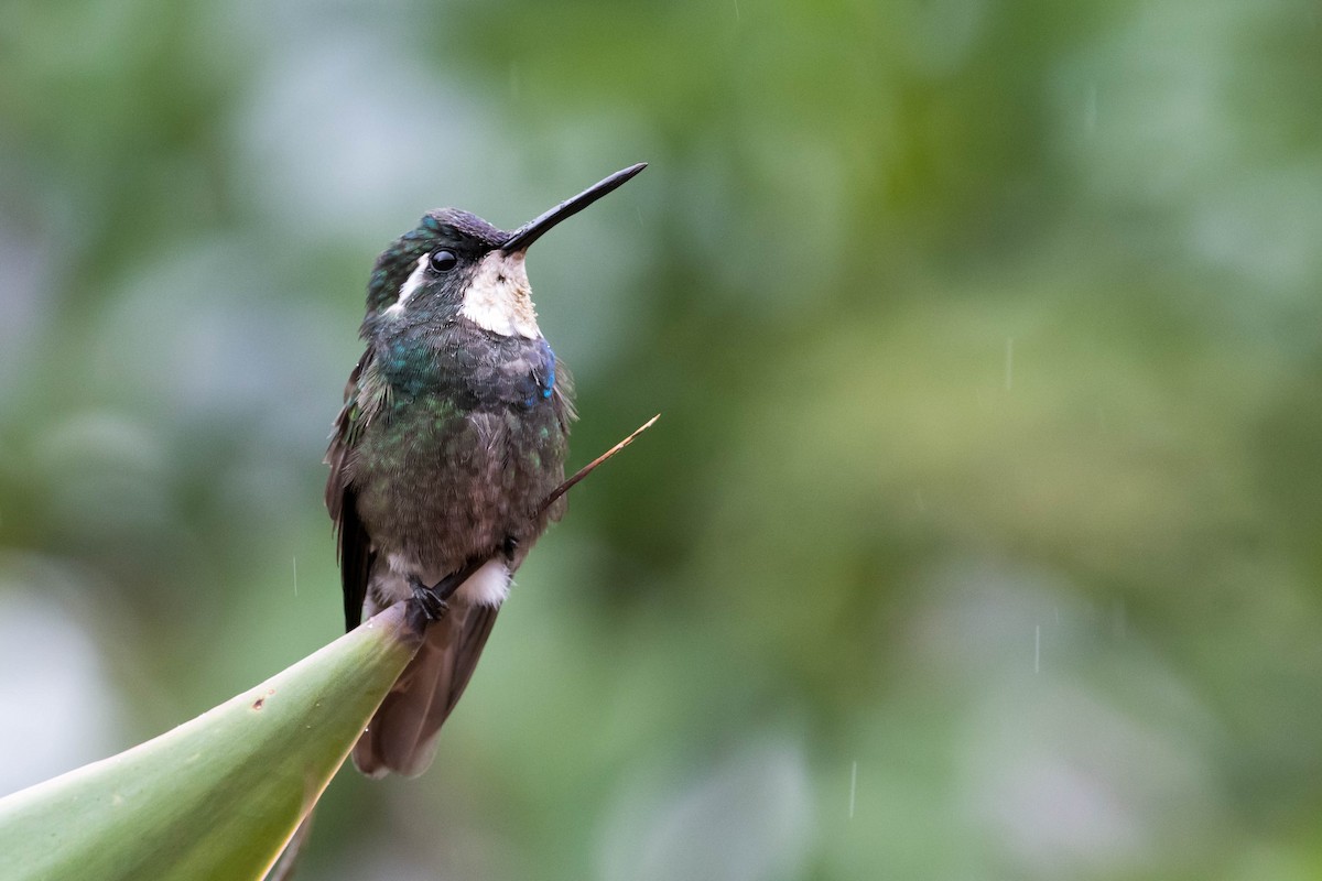 kolibřík pokřovní - ML53847621