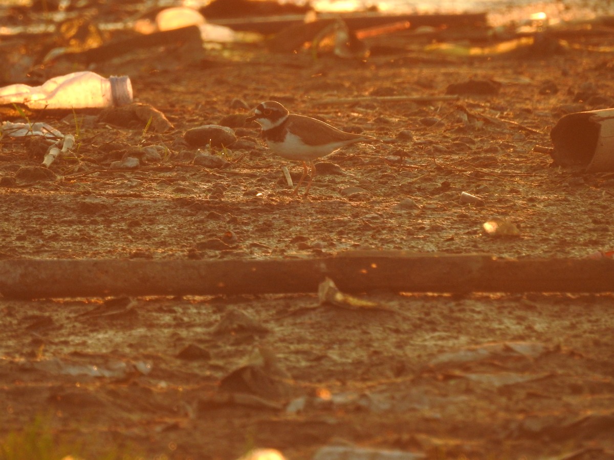 Little Ringed Plover - ML538476231