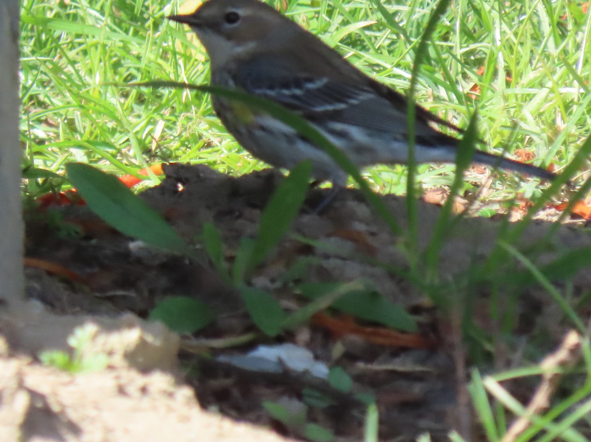 Yellow-rumped Warbler (Myrtle) - ML538476311