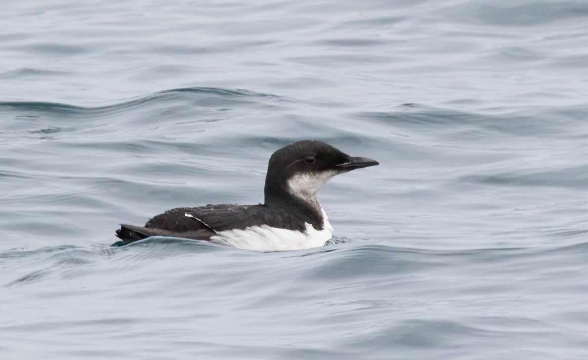 Thick-billed Murre - ML538476621