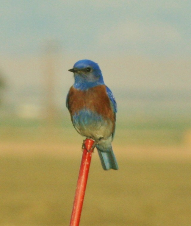 eBird Checklist - 15 Feb 2010 - Finney Lake - 30 species