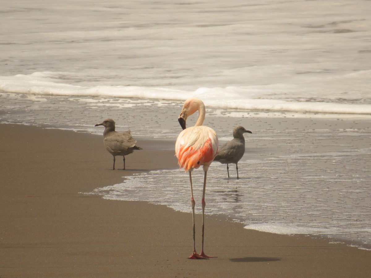 Chilean Flamingo - Olivares Barraza