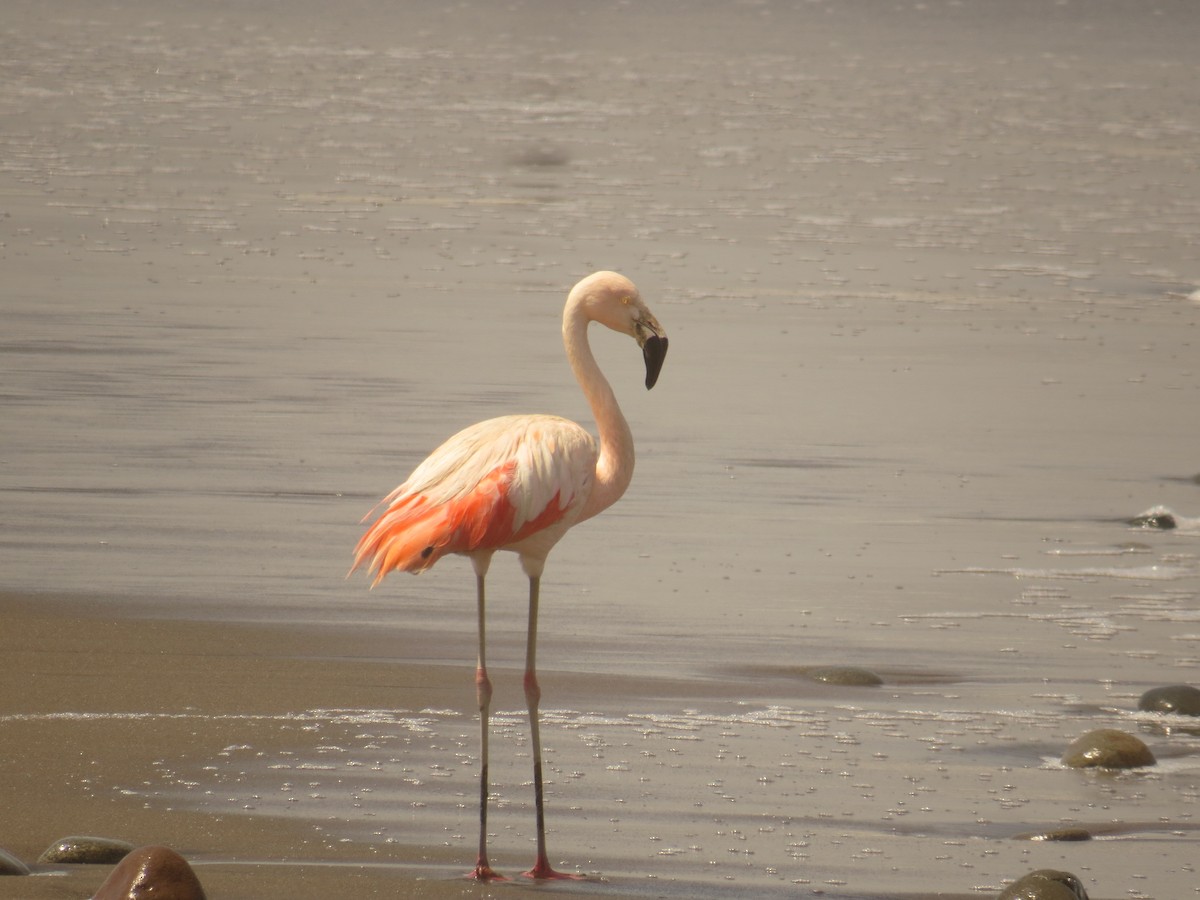 Chilean Flamingo - Olivares Barraza