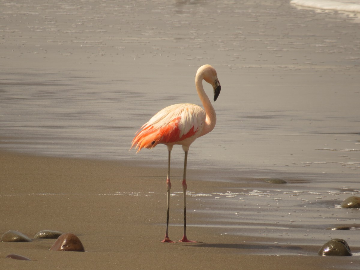 Chilean Flamingo - Olivares Barraza