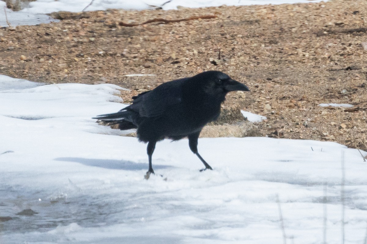 American Crow - Rita Flohr