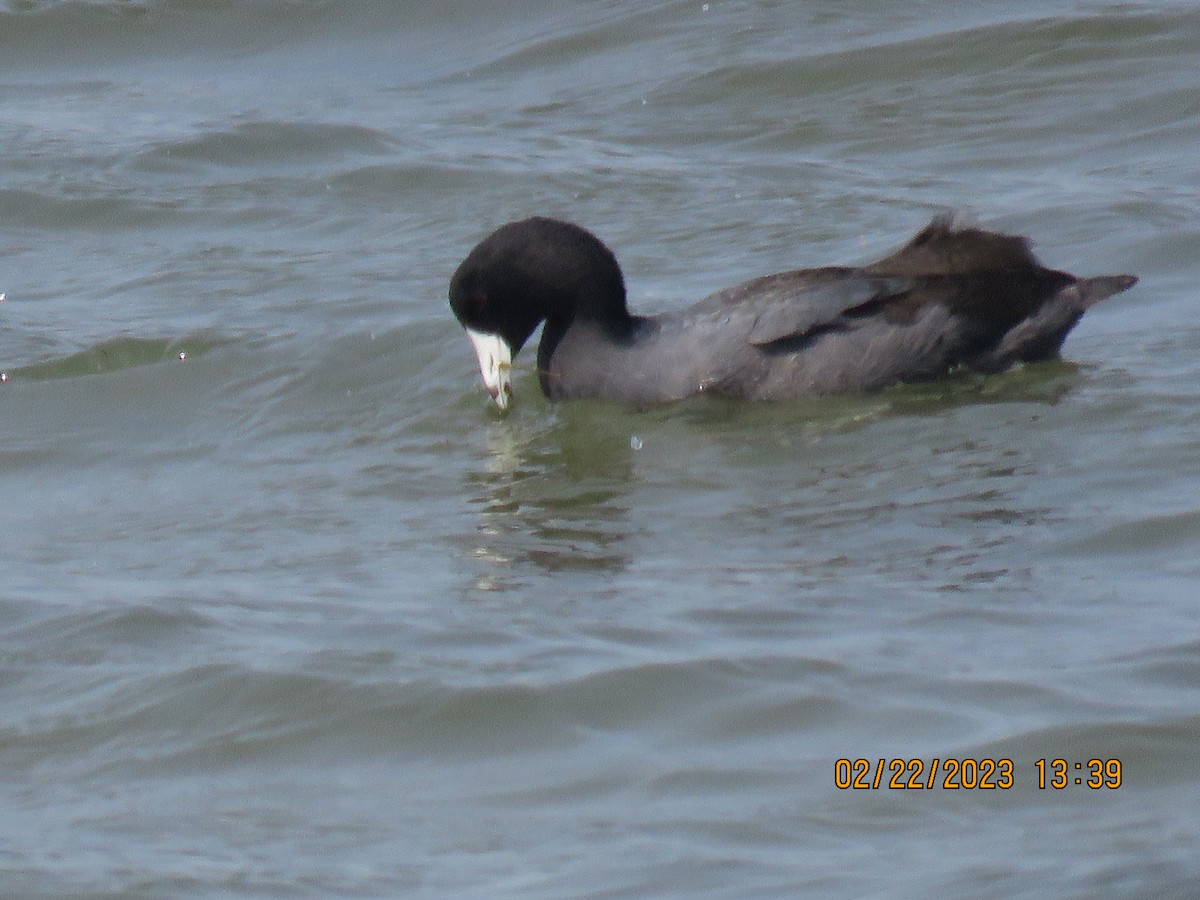 American Coot - ML538481271