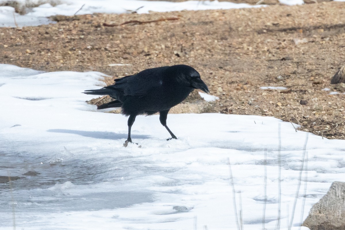 American Crow - Rita Flohr