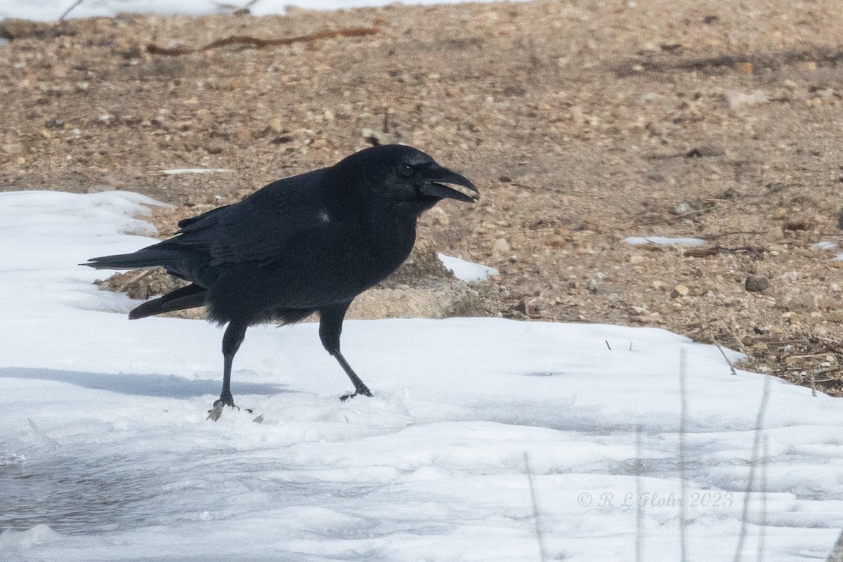 American Crow - ML538481291