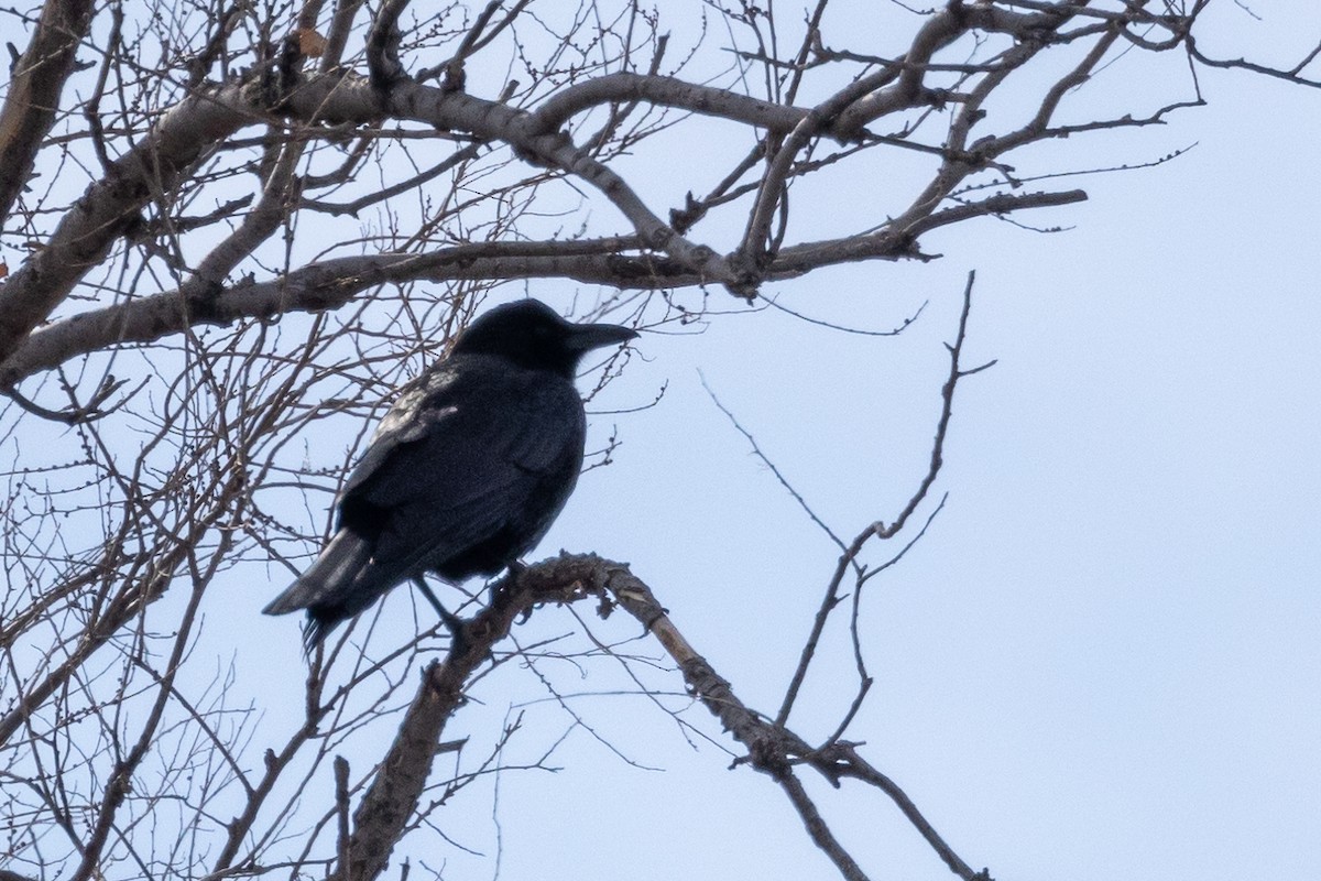 American Crow - Rita Flohr