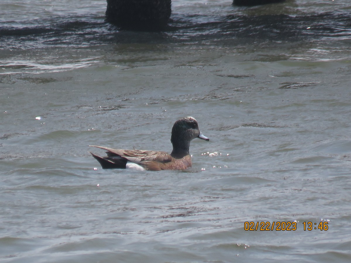 American Wigeon - ML538482631