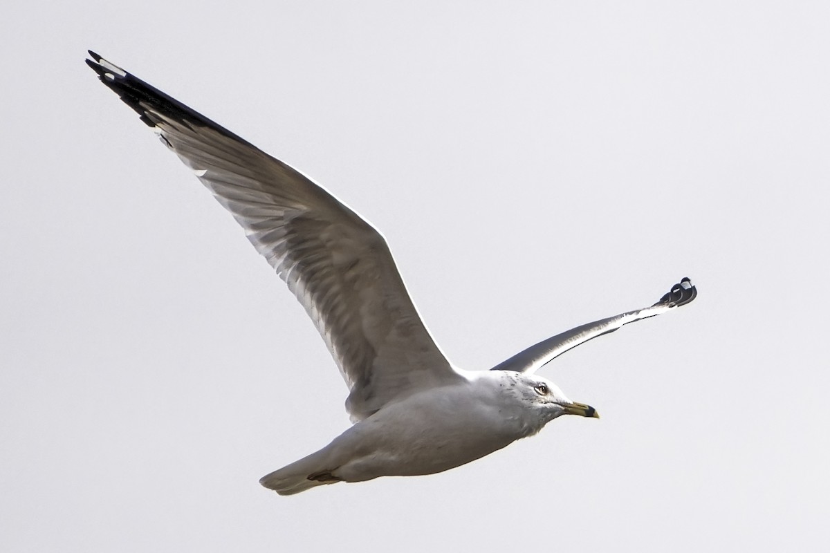 Ring-billed Gull - Mike Losacco