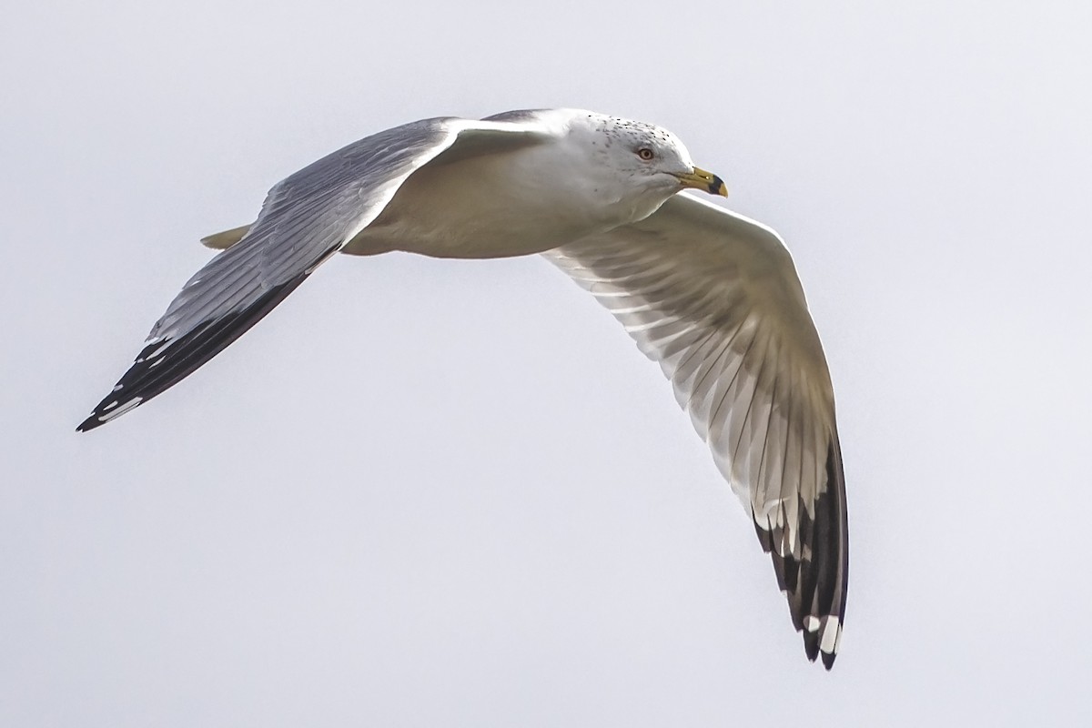 Ring-billed Gull - Mike Losacco