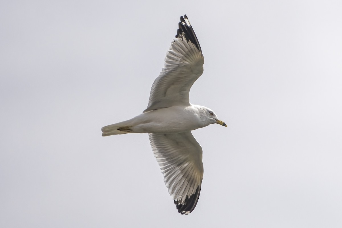 Ring-billed Gull - Mike Losacco