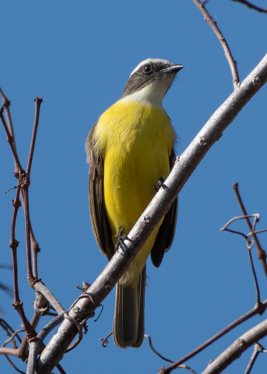 Social Flycatcher - ML538485351