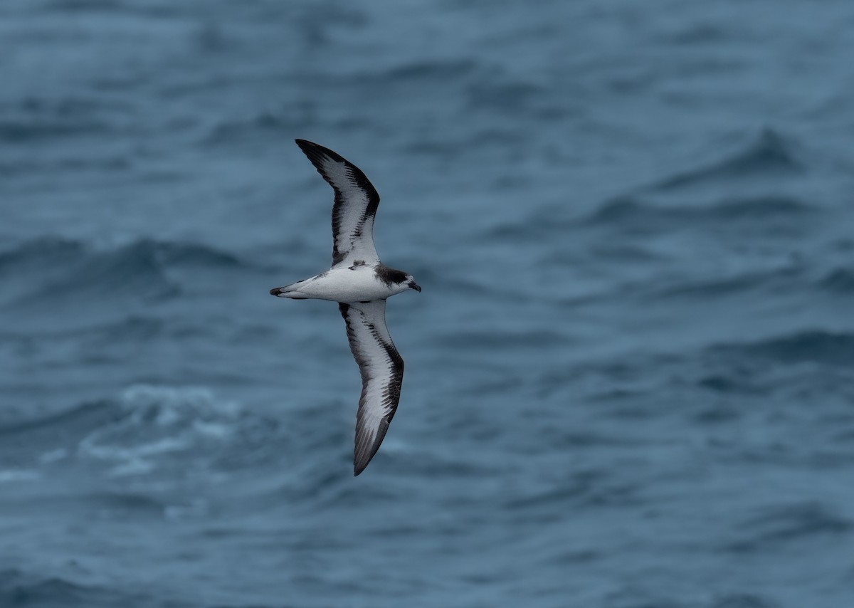 Galapagos Petrel - Alex Luna