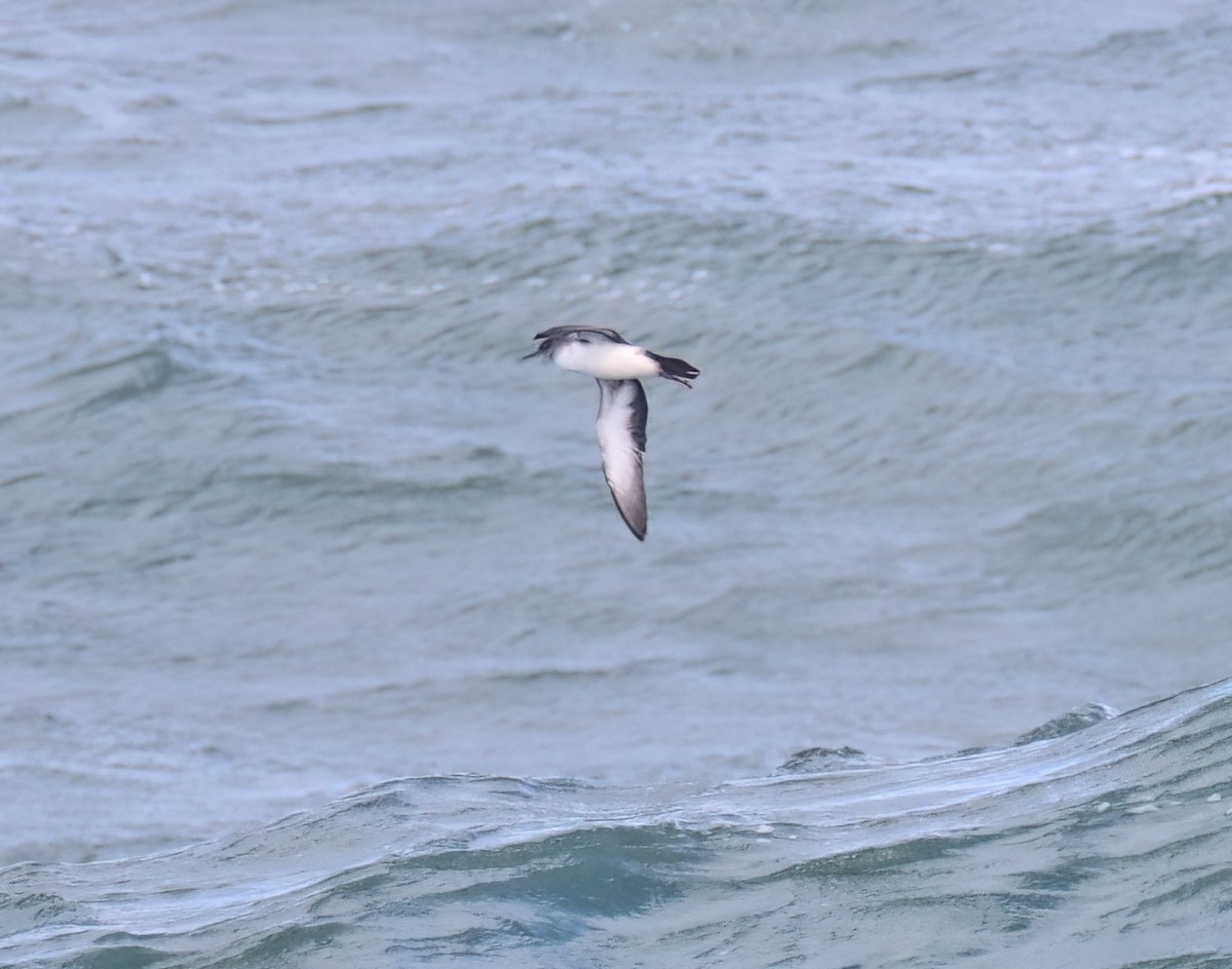 Black-vented Shearwater - ML538486771