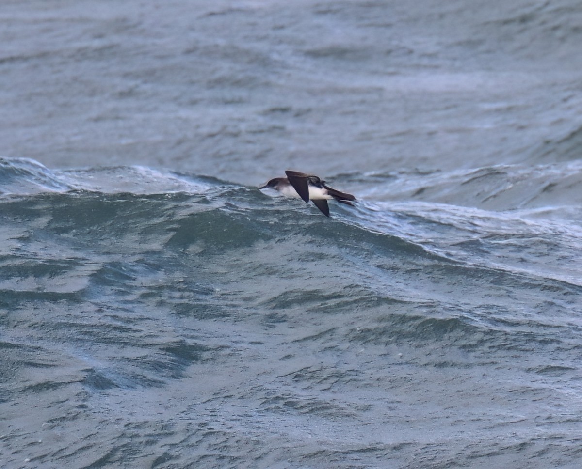 Black-vented Shearwater - ML538486801