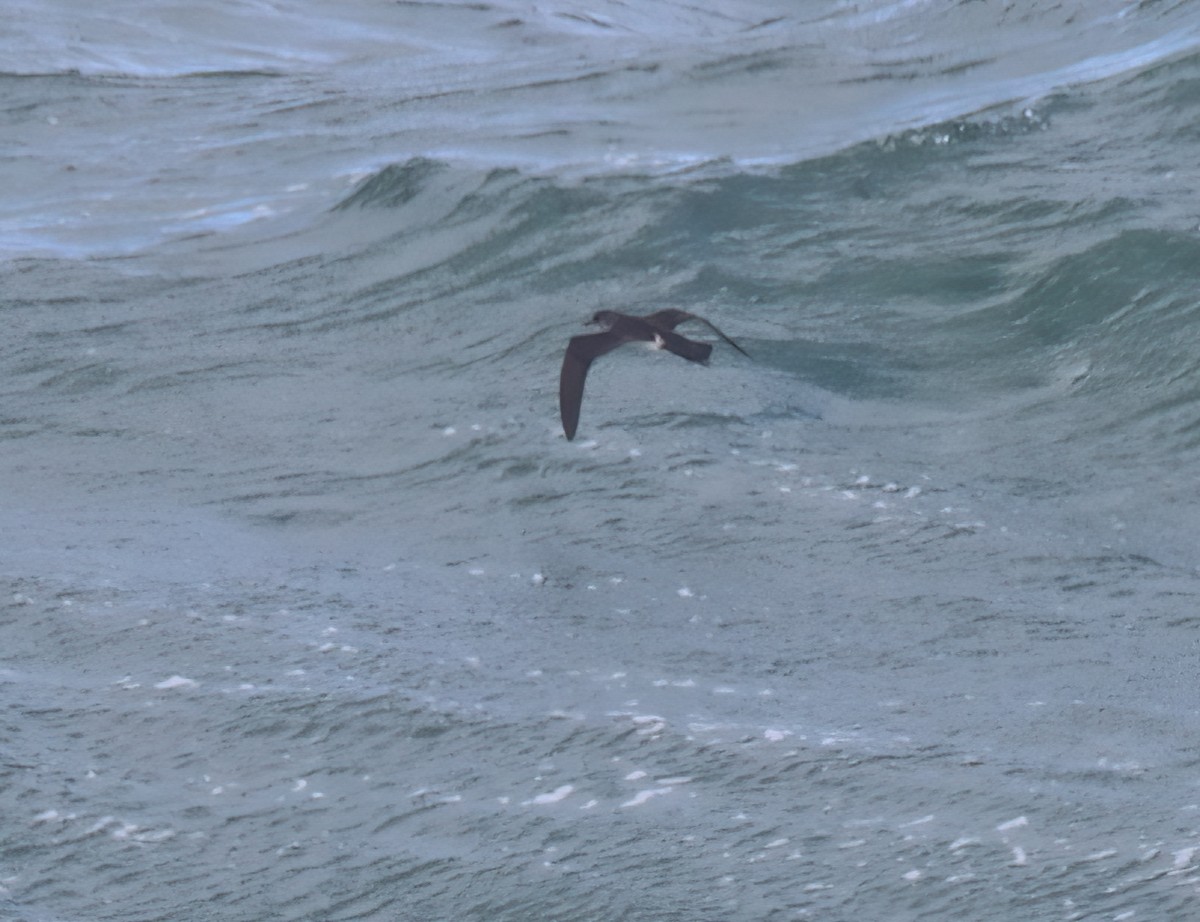 Black-vented Shearwater - ML538486901