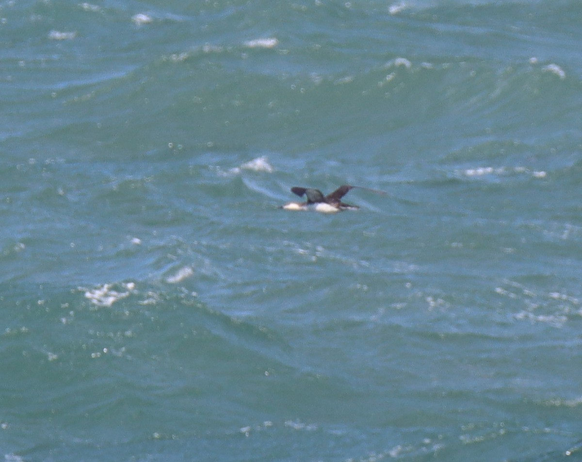 Red-throated Loon - Sally Veach