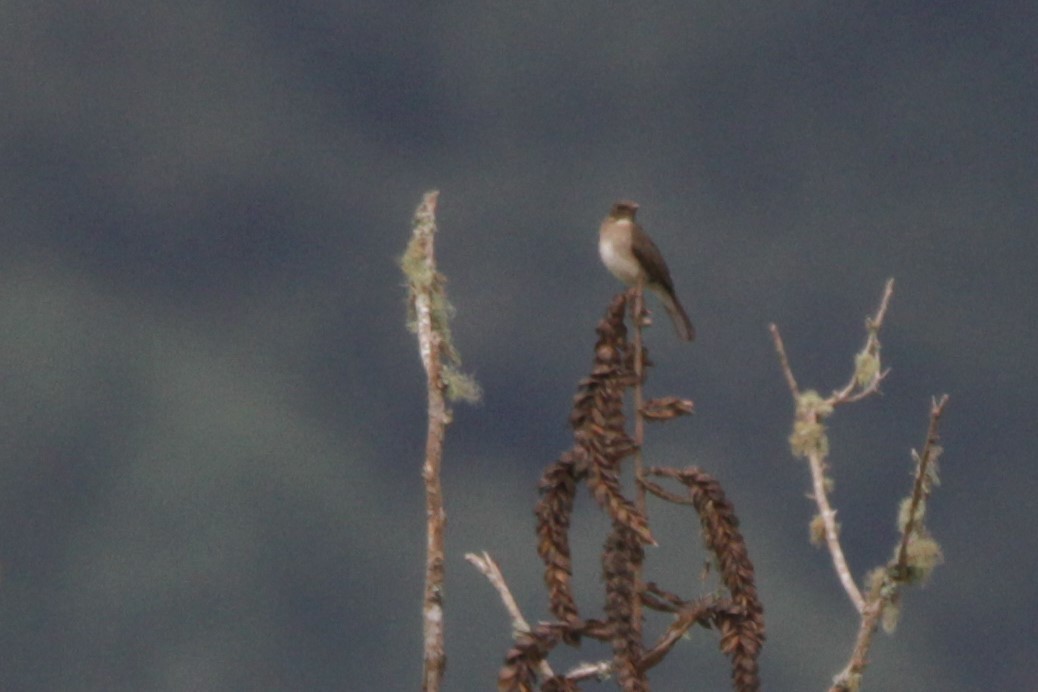Black-billed Thrush - ML538487731