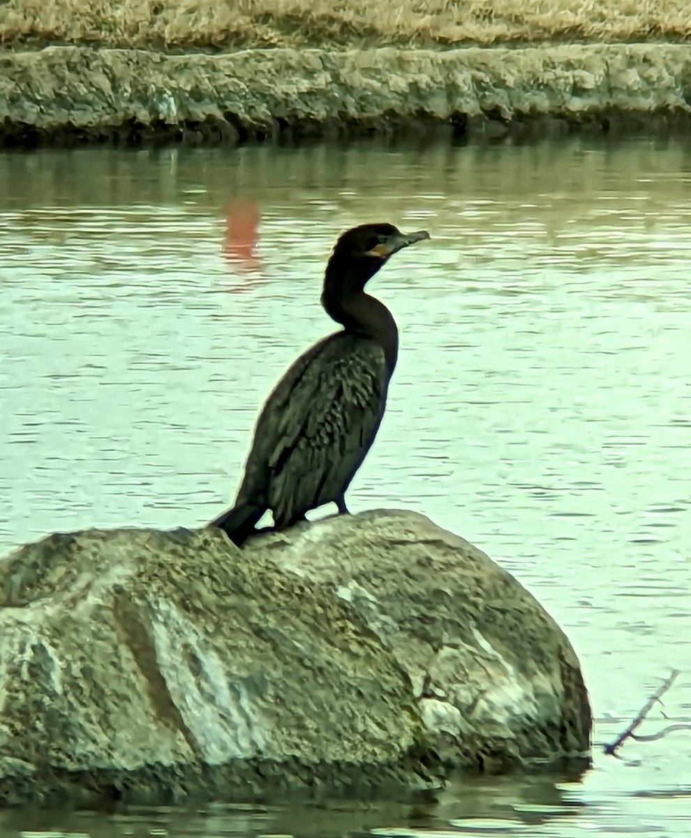 Neotropic Cormorant - John Wilson